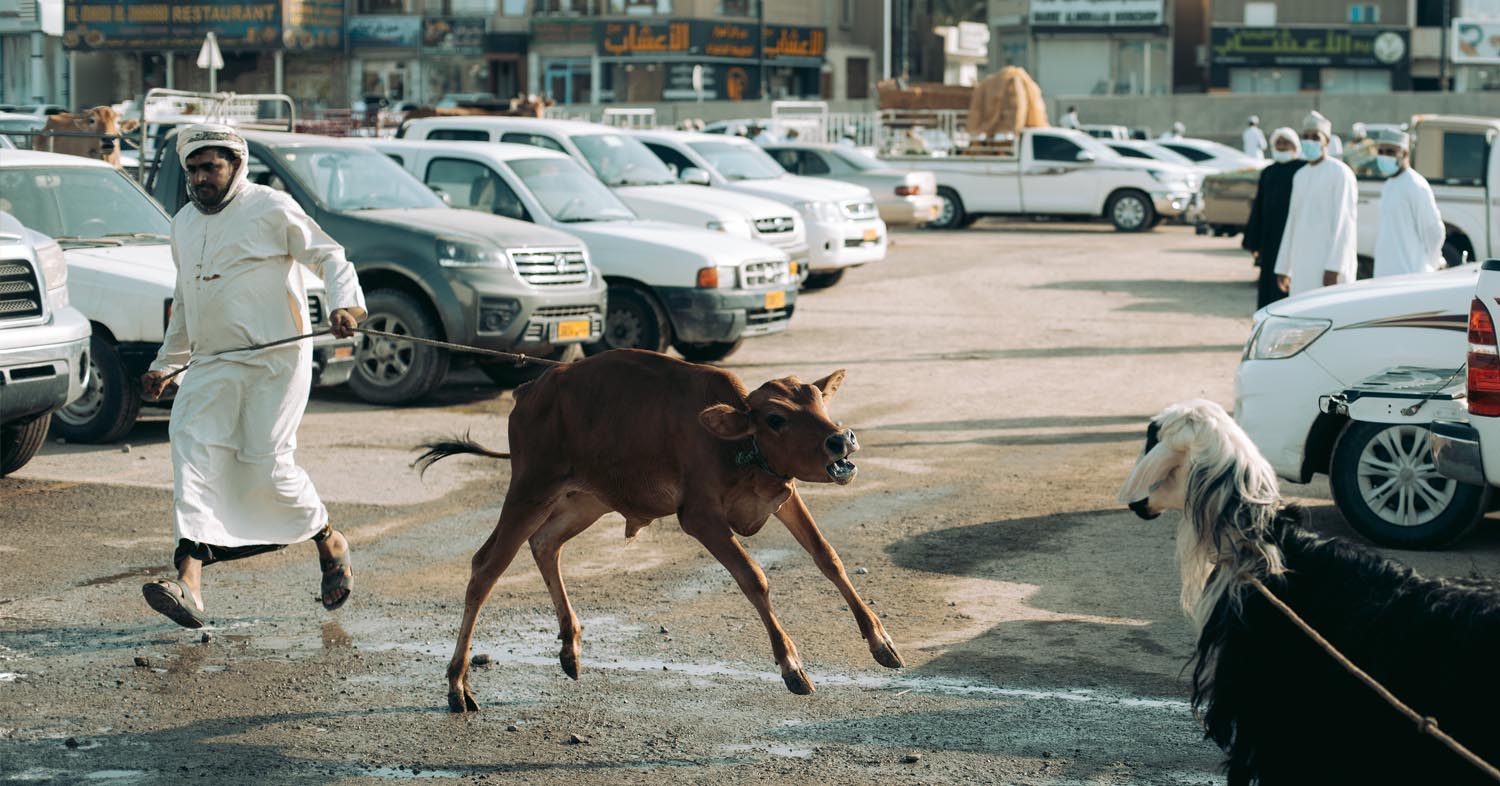 Goat? or two? | Oman
